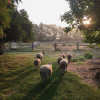 Farmhouse to Share – Ecological Heritage Farm, with opportunity for your own Farm Enterprise